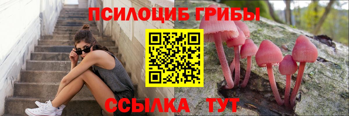 Псилоцибиновые грибы Psilocybe Кизляр